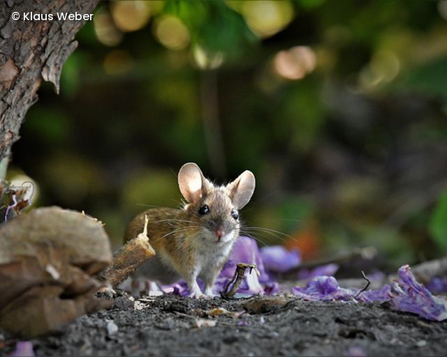 Maus