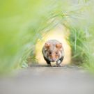 Laufende Maus/ Hamster im Gras