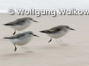 Strandläufer