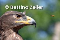 Steppenadler und Wespe