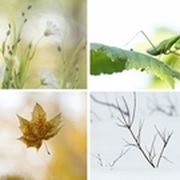 Jahreszeiten Collage