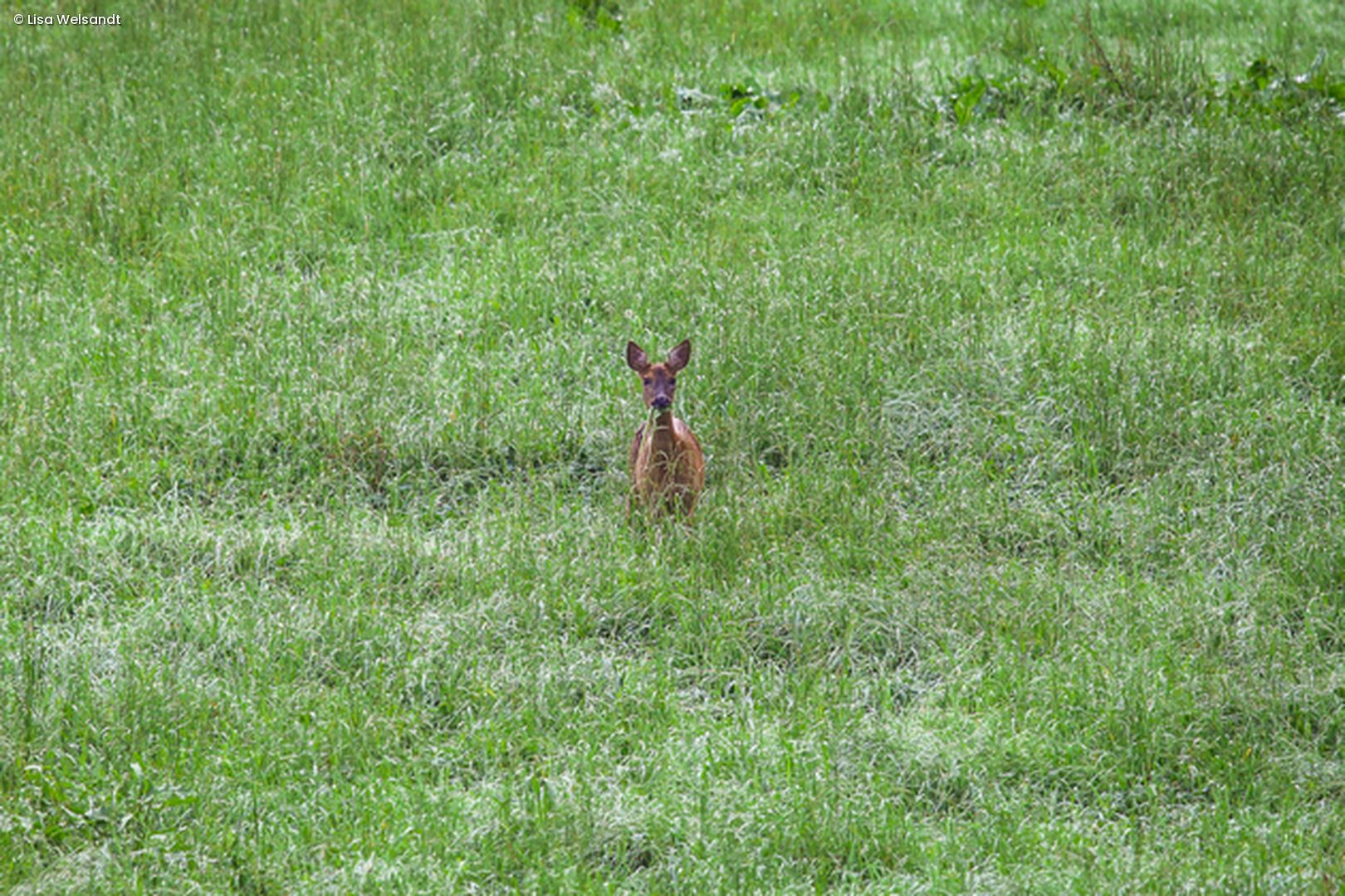 Reh auf Wiese