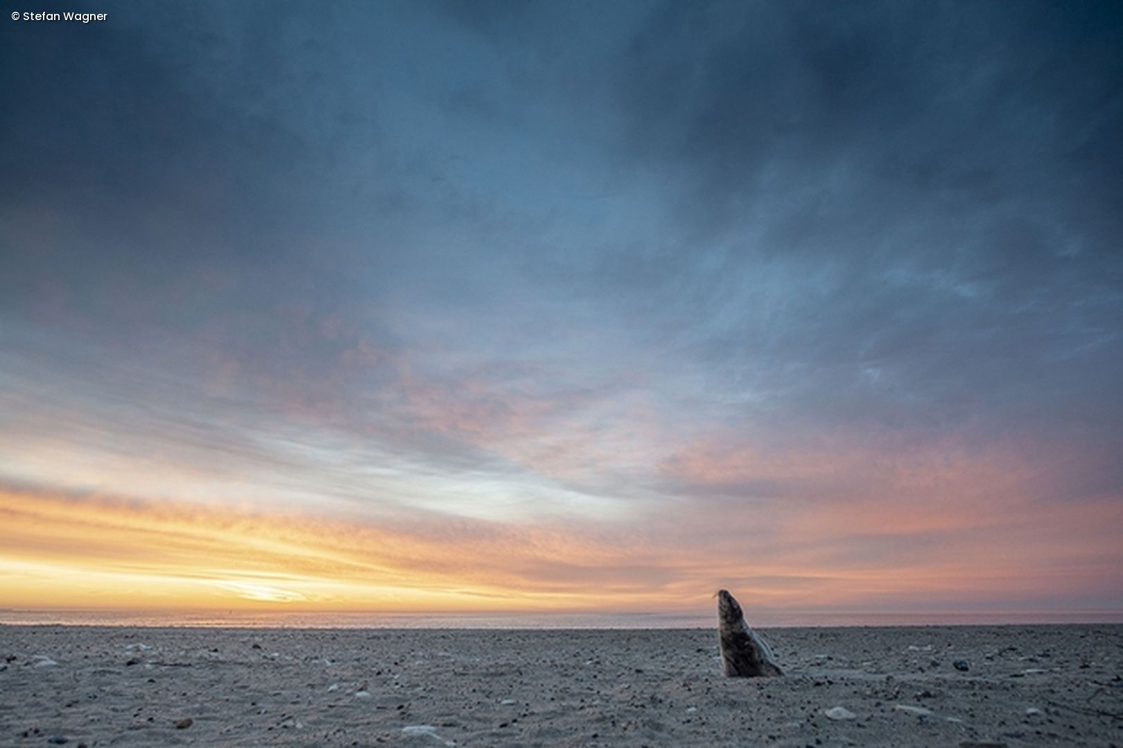 Robbe am Strand im Sonnenuntergang