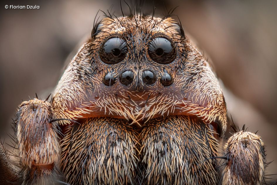 Spinne mit Augen in Nahaufnahme