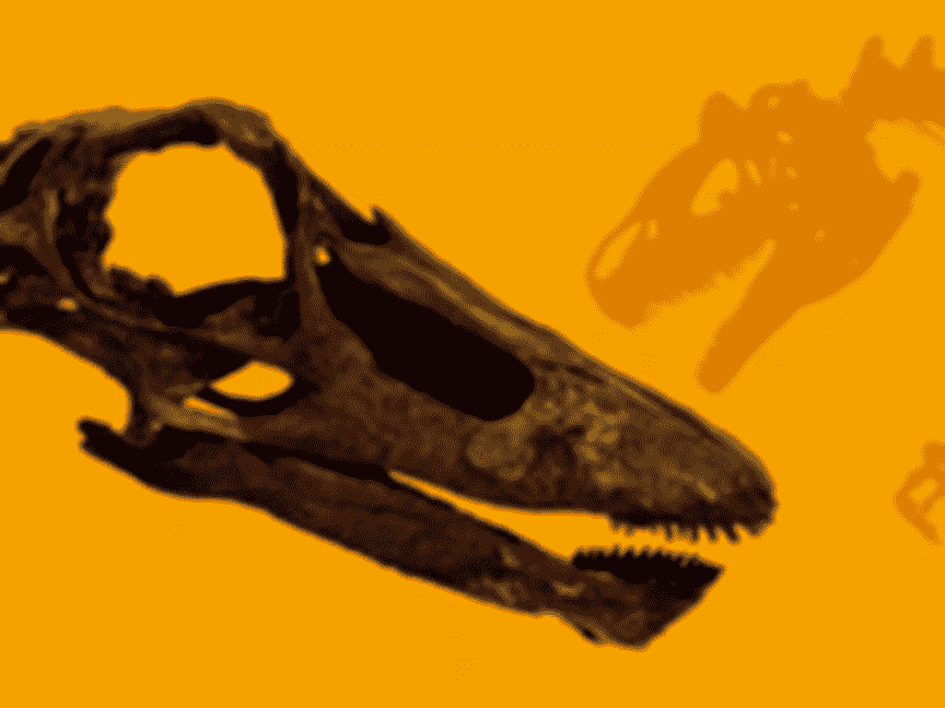 Dino Schädel