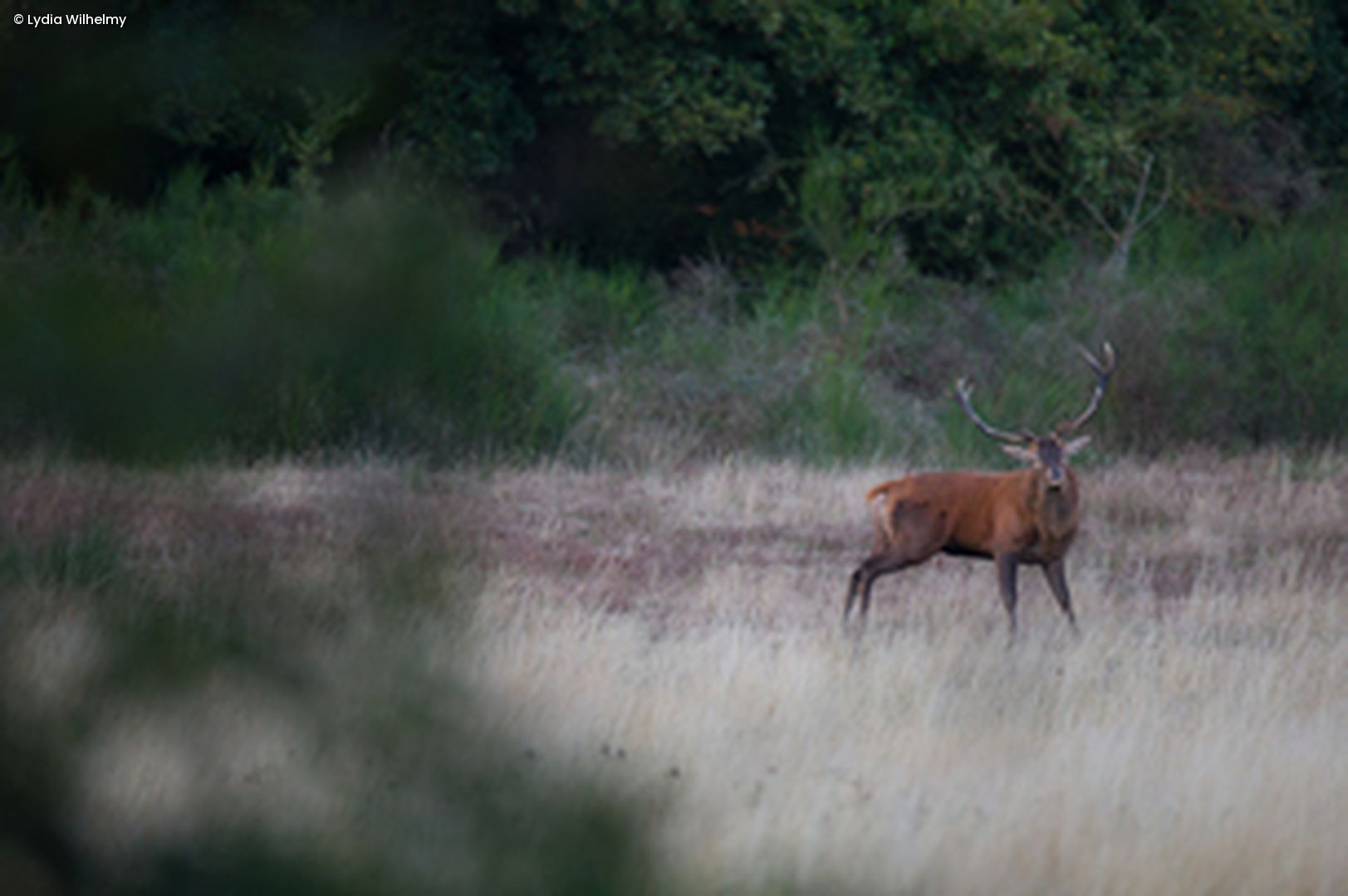 Hirsch auf Wiese