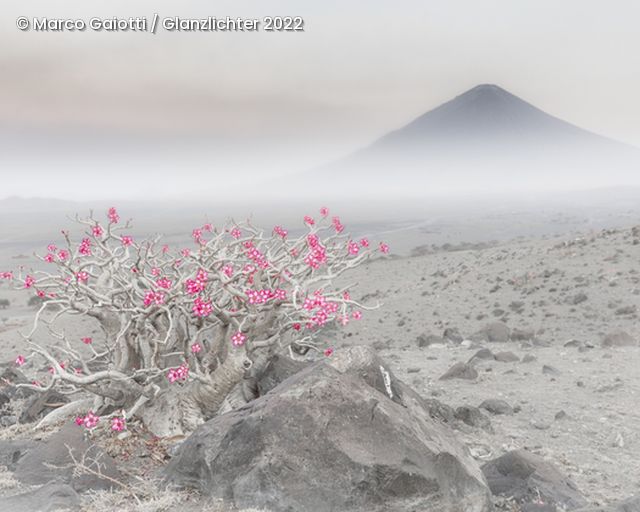 Wüste mit rosa Blumen