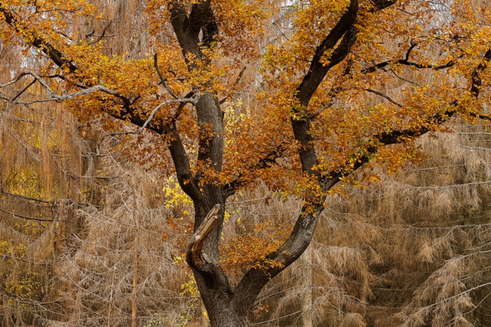 Herbstlaub