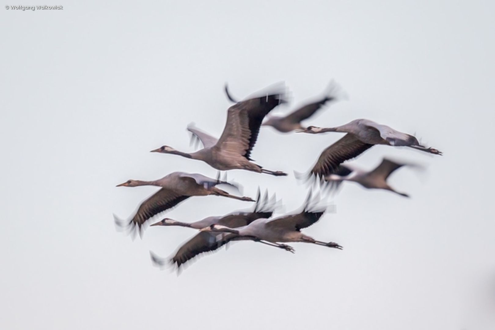 Fliegender Zugvogelschwarm 