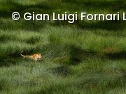Streifzug im Sumpf Löwin, Serengeti National Park, Tansania