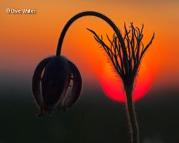 Blumenblüte vor Sonnenuntergang