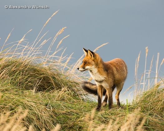 Fuchs steht in Düne