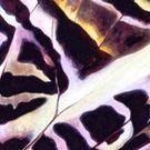 Muster aus der Natur