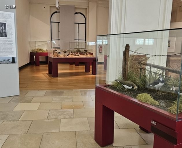 Ausstellungsvitrinen