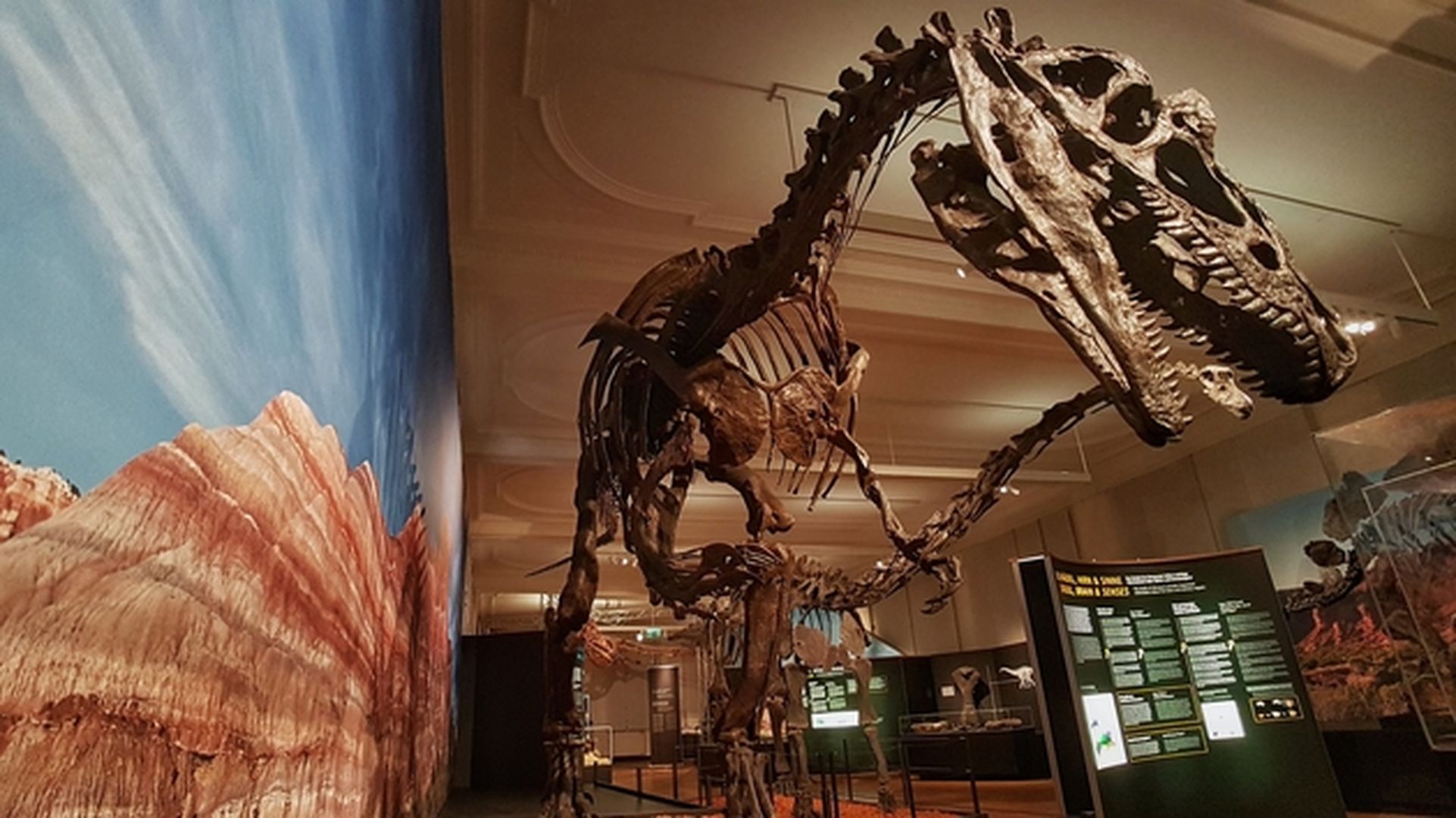 Ausstellungsraum mit Dino-Skelett