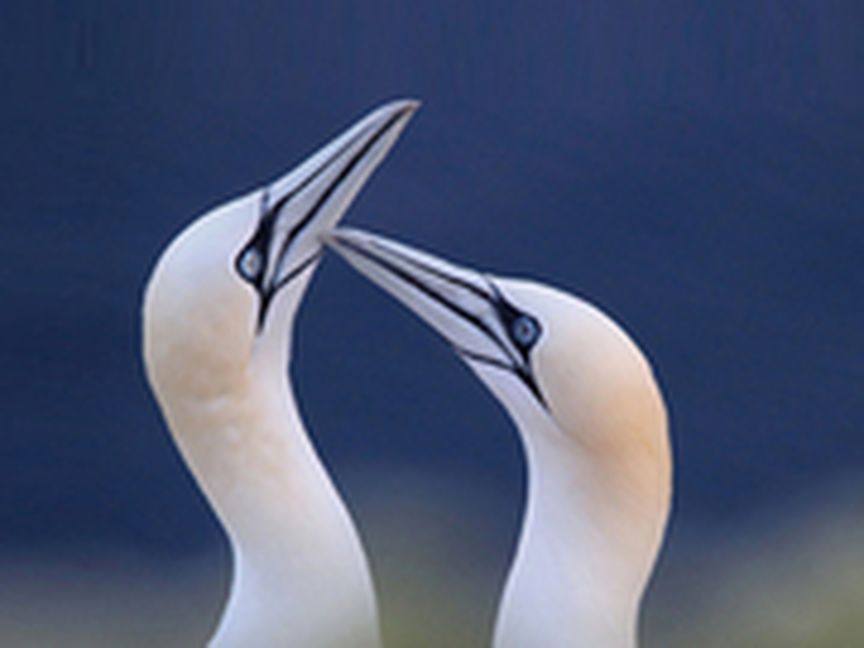 2 weiße Vögel
