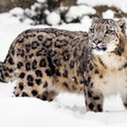 Schneeleopard im Schnee
