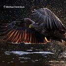 Seeadler greift Beute aus Wasser