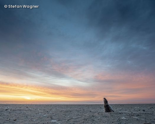 Robbe am Strand im Sonnenuntergang