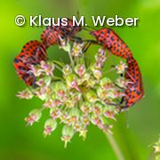 Käfer auf Blüte