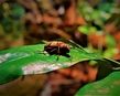 Käfer auf Blatt