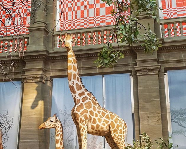 Enterventionale Ausstellungsraum mit Giraffe