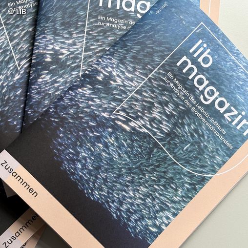 Mehrere Ausgaben des Magazins »lib magazin« mit einem Titelbild, das ein dichtes Fischschwarmmuster zeigt.