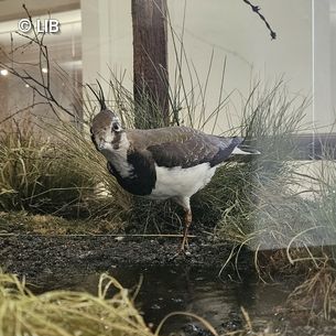 Vogelpräparat