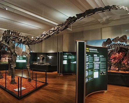 Ausstellungsraum mit Dino-Skelett