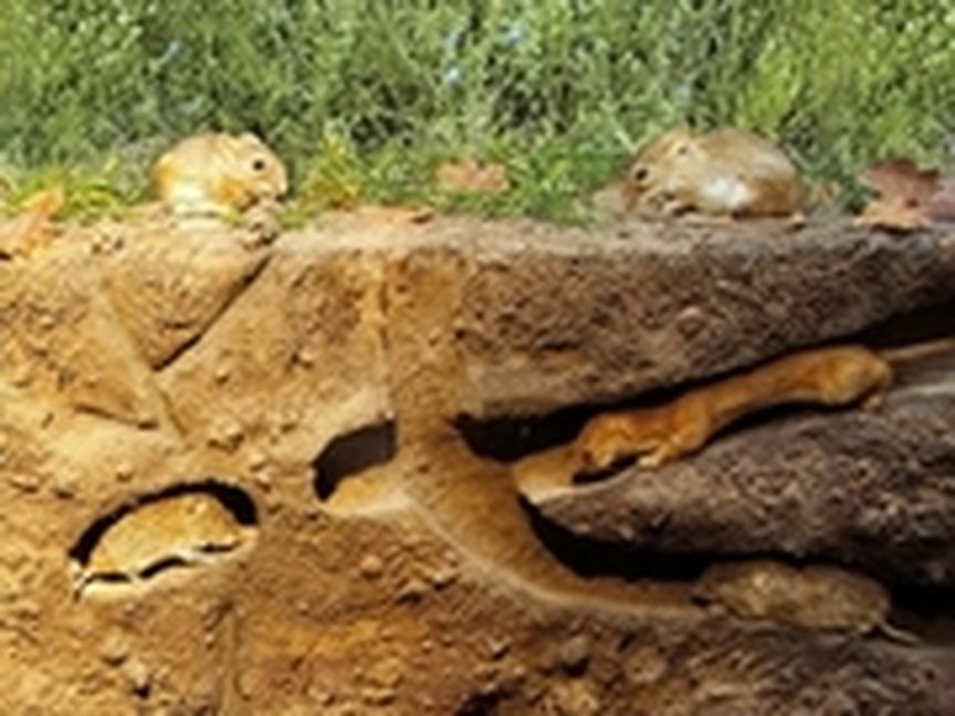 Querschnitt eines Bodens mit Mäusen