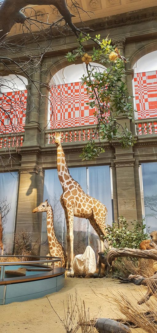 Enterventionale Ausstellungsraum mit Giraffe