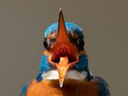Eisvogel mit offenem Schnabel