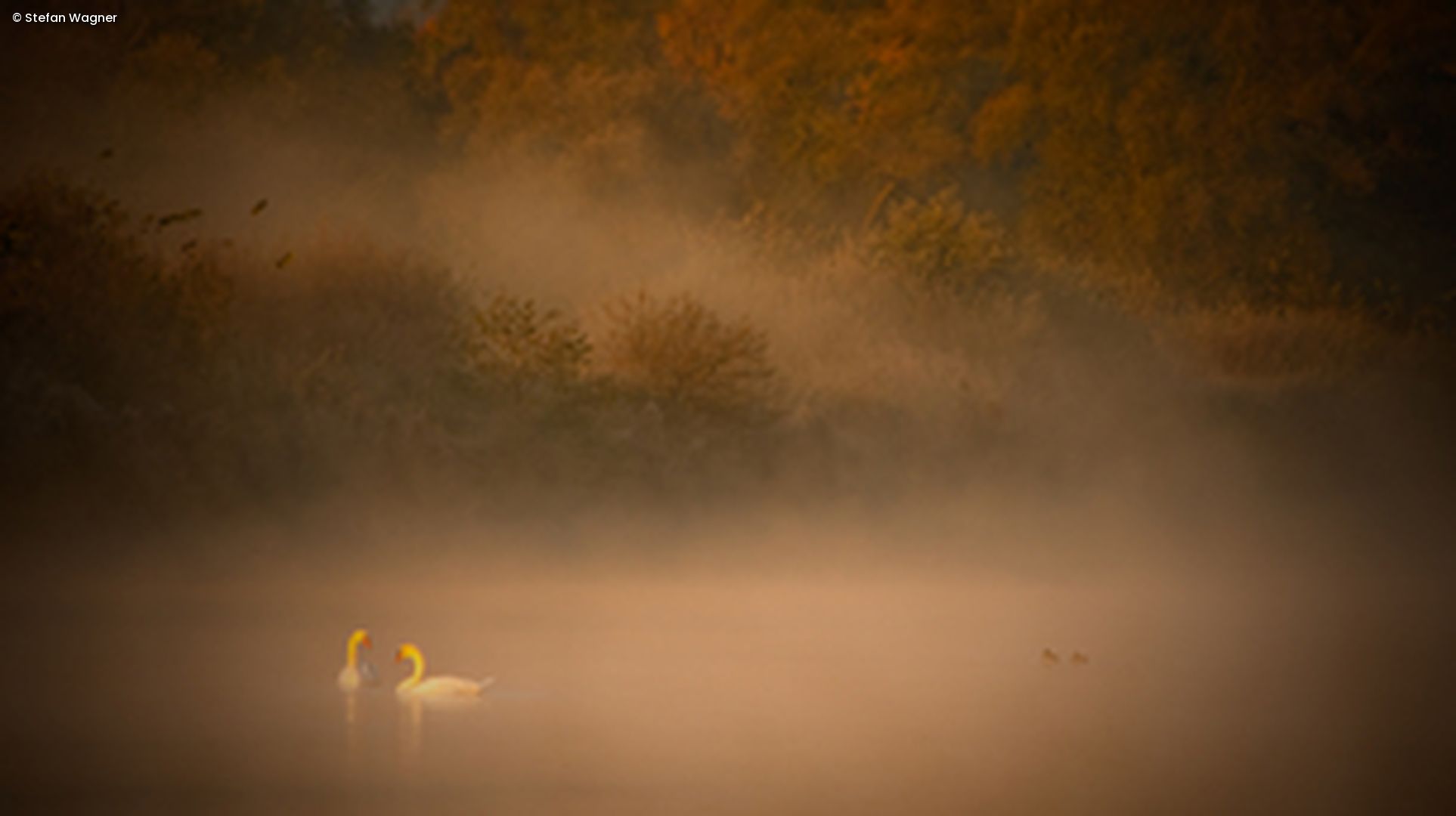 See im Nebel mit Schwänen