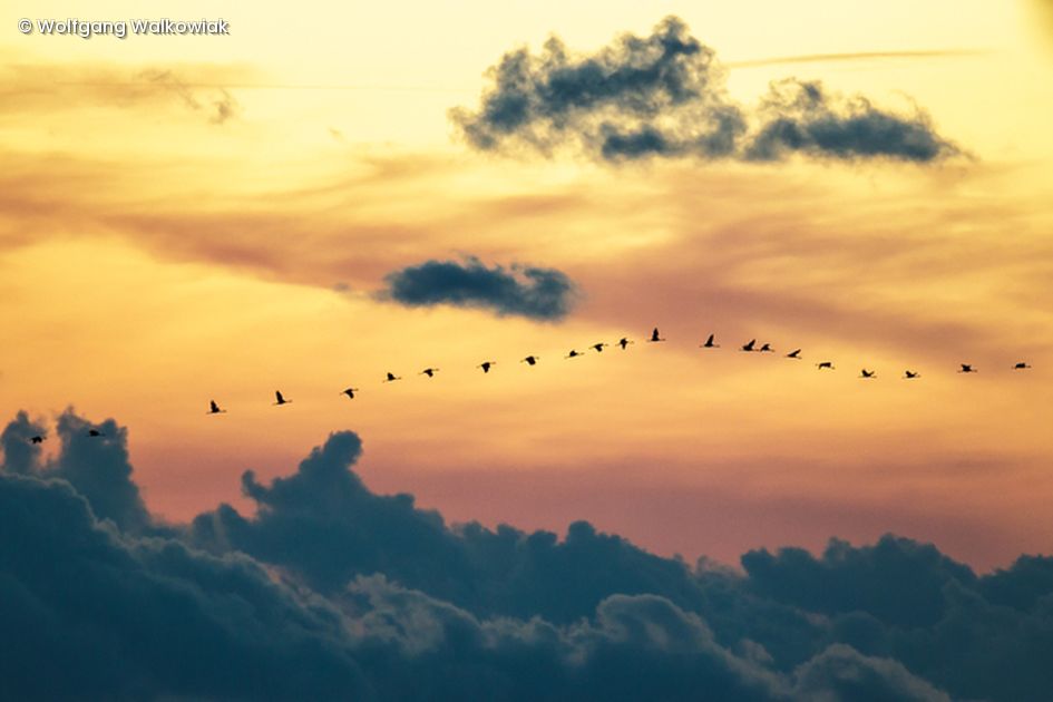 Vogelschwarm fliegt über den Wolken