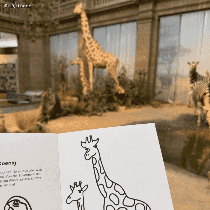 Aufgeklapptes Malheft mit zwei Giraffenabbildungen zum Ausmalen, im Hintergund sieht man die Giraffe in der Savannenausstellung des Museum Koenig