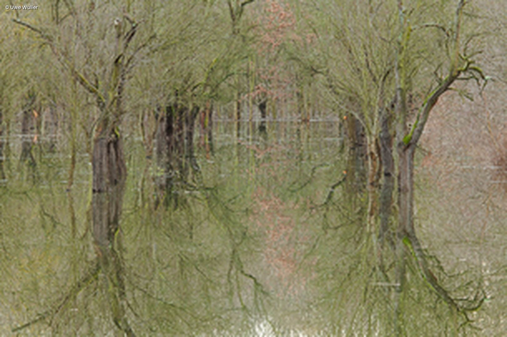 Bäume spiegeln sich im Wasser