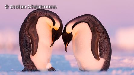Zwei Pinguine stehen beieinander im Eis und senken ihre Köpfe zueinander