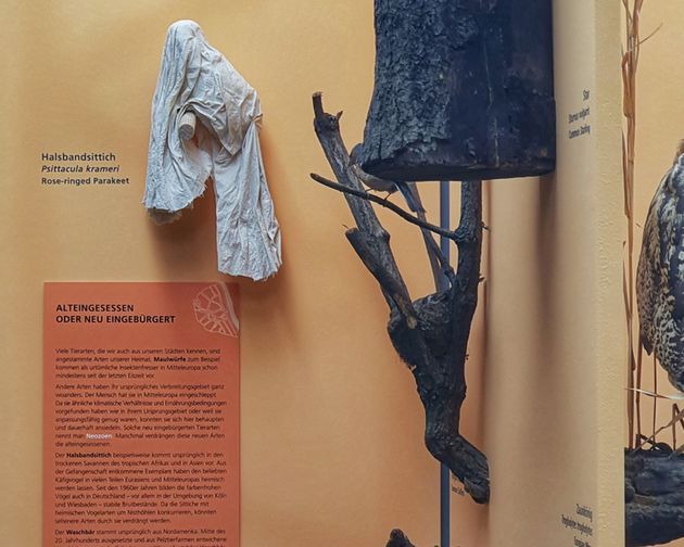 Enterventionale Ausstellungsvirtrine