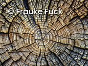 Ringbuch der Bäume