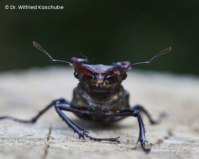 Käfer