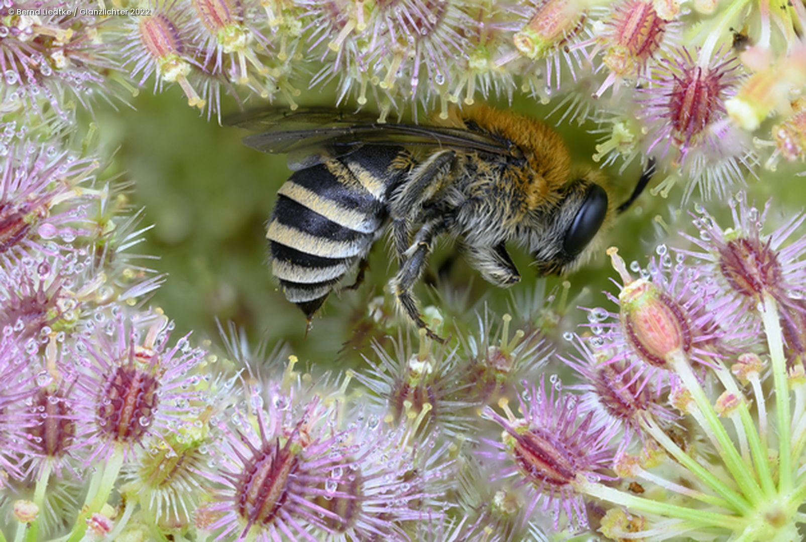 Biene in Mitte von Blumen