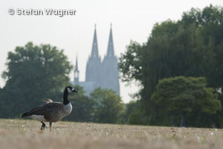 Gans auf Feld mit Kirche im Hintergrund