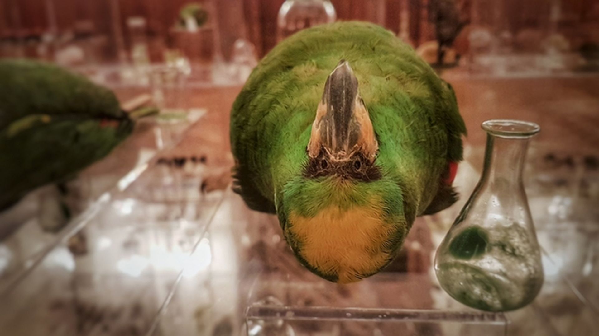 Vogelpräparat in Ausstellung