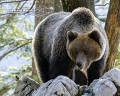 Kohlmeise, Braunbär