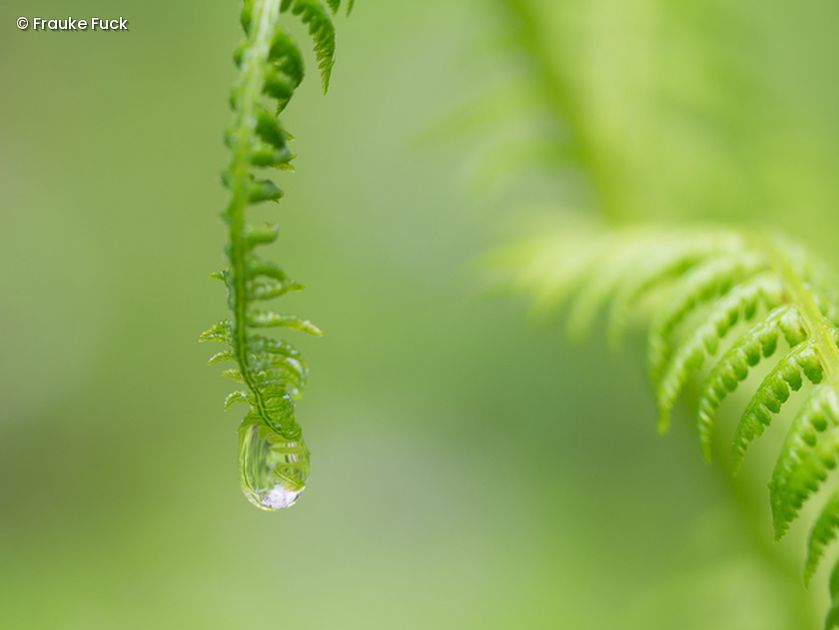 Farn mit Wassertropfen
