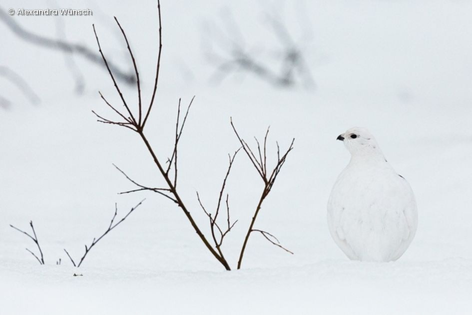 Vogel und Ast im Schnee