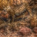 Leoparden Präparat 