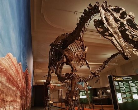 Ausstellungsraum mit Dino-Skelett