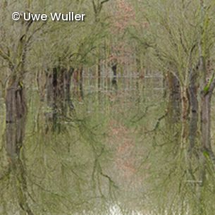 Bäume spiegeln sich im Wasser