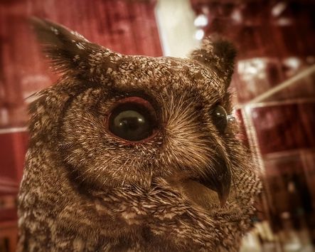 Eulenpräparat in Ausstellung